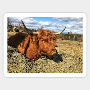 Scottish Highland Cattle Cow 2374 Sticker